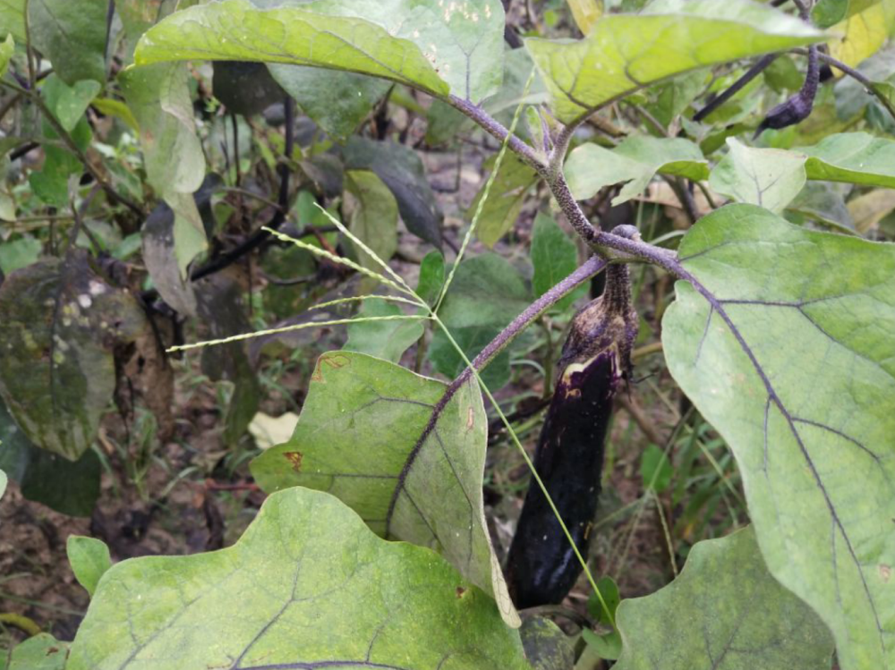 芸苔素内酯|能使作物叶片快速变绿的“绿叶灵”，自己就能配，喷后三天见效？