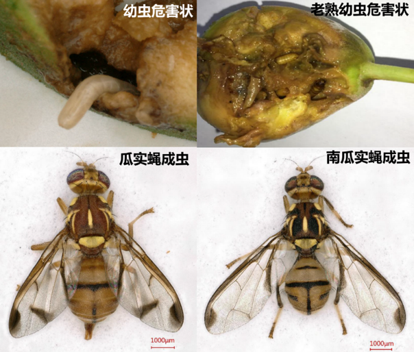 主(部分地区还包括桔小实蝇,该虫以成虫产卵和幼虫钻蛀果实为害(图1)