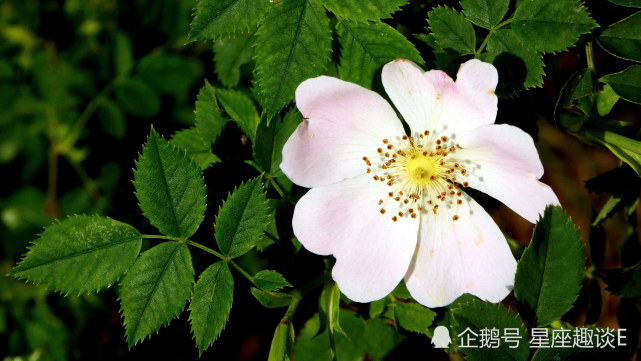 10月19日星座运势 金牛全力以赴 狮子警惕性强 双鱼独立自主 狮子座 星座运势 金牛座 双鱼座