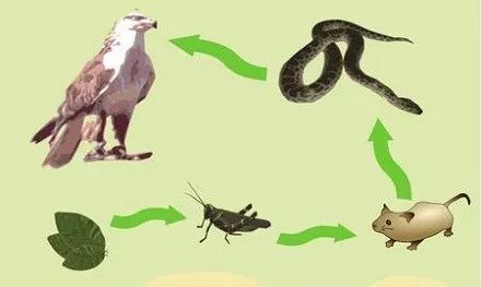 食草动物|冷知识10则：为什么人类很少吃食肉动物的肉？