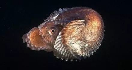 食草动物|冷知识10则：为什么人类很少吃食肉动物的肉？