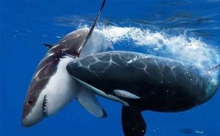 食草动物|冷知识10则：为什么人类很少吃食肉动物的肉？