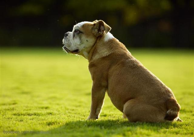 凶神惡煞的猛犬西班牙鬥牛梗和西班牙獒