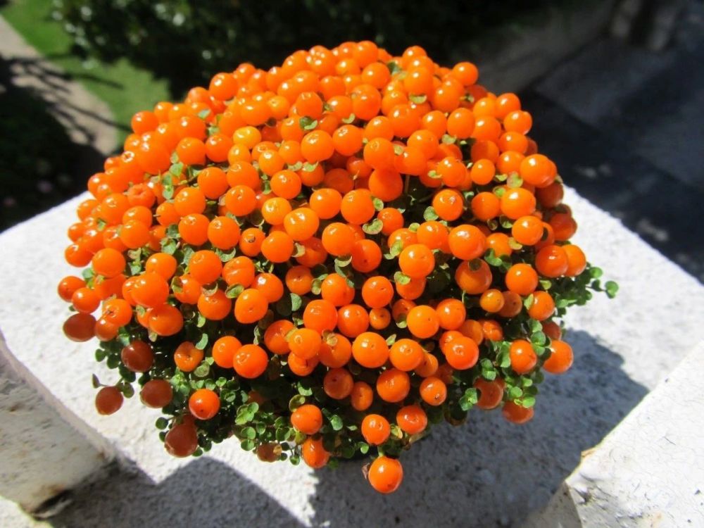 8种很受欢迎的盆栽观果植物果量丰富果实好看你都养过没