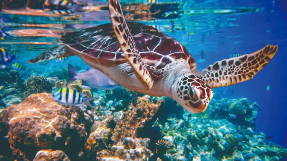 乌龟|龟壳是怎么进化来的？