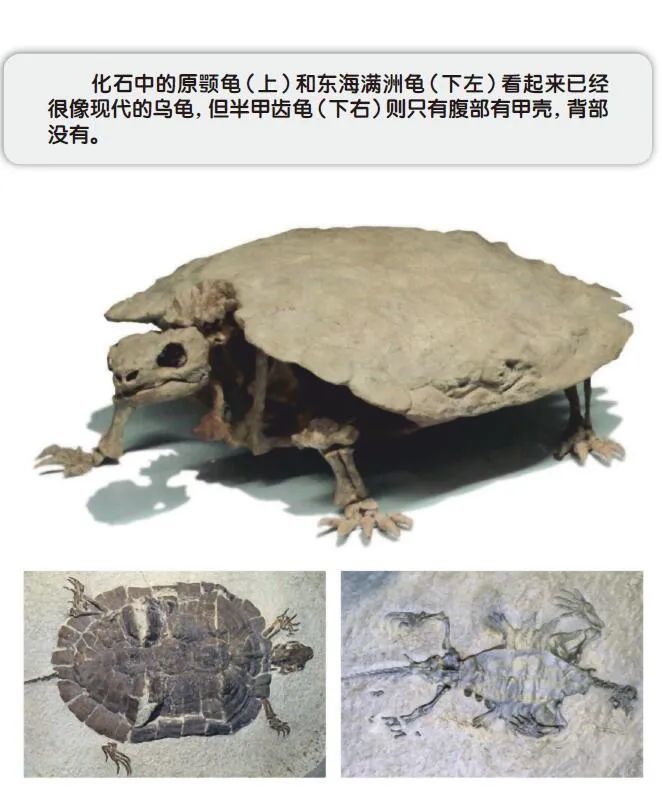 乌龟|龟壳是怎么进化来的？