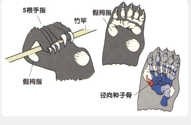 乌龟|龟壳是怎么进化来的？