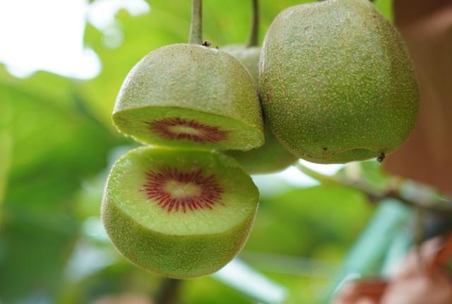 上海特色商品展销会见闻:乡下大哥真牛,"他的"水果有三种参展