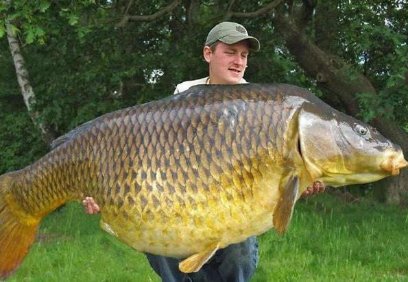 英国|鲤鱼入侵世界，遭遇完全不同，在英国肥的像猪，在中国熬不过童年