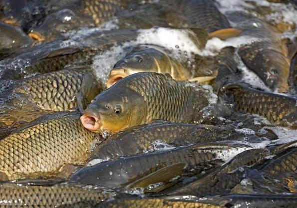 英国|鲤鱼入侵世界，遭遇完全不同，在英国肥的像猪，在中国熬不过童年