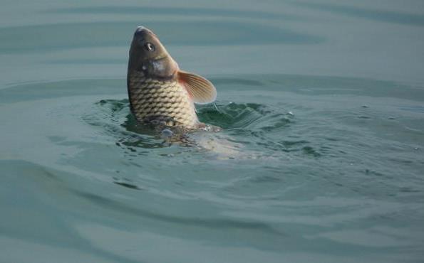 英国|鲤鱼入侵世界，遭遇完全不同，在英国肥的像猪，在中国熬不过童年