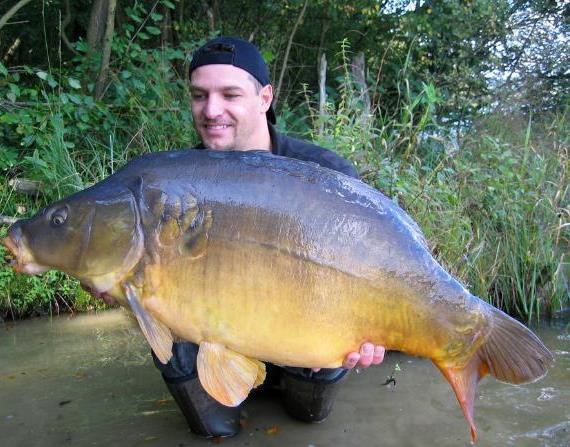 英国|鲤鱼入侵世界，遭遇完全不同，在英国肥的像猪，在中国熬不过童年