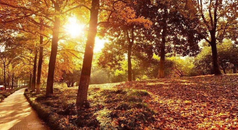 秋风|秋风起，迷人黄叶点秋装！