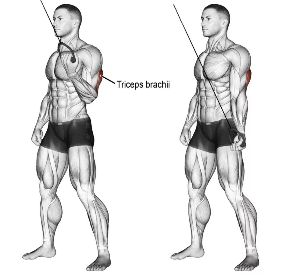 健身房器械使用指南之肱三頭肌_騰訊新聞