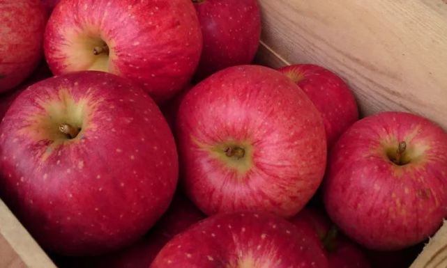 世界苹果第一产地 为什么在日本 苹果公园 日本 青森县 苹果派 弘前市 苹果树