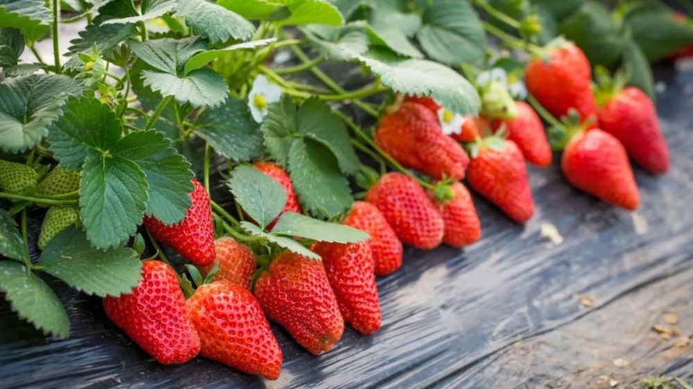 人工智能|里程碑！室温超导成为现实；最快人工智能超算将在欧洲诞生｜图灵周报