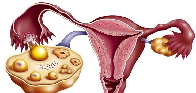 别嫌它丑 却是 天然荷尔蒙 女人经常吃一点 保养子宫防衰老 腾讯新闻