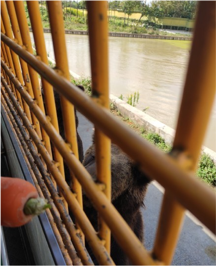 上海野生動物園黑熊傷人現場視頻曝光!目擊者:熊極度亢奮!