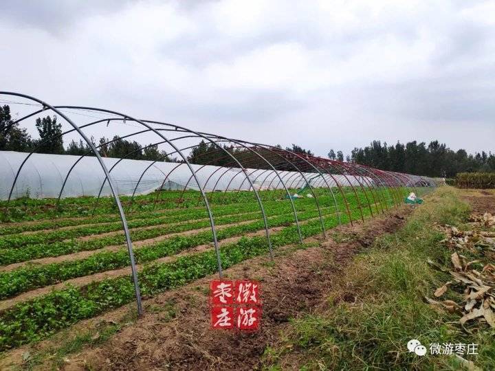 汉代|枣庄有一座汉代的“散金台”，教育后人不要给子女留太多钱财