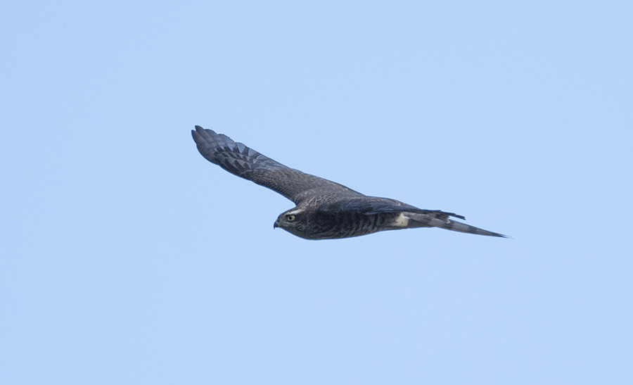猛禽|当猛禽飞过大地时，大地早已不是曾经的模样！