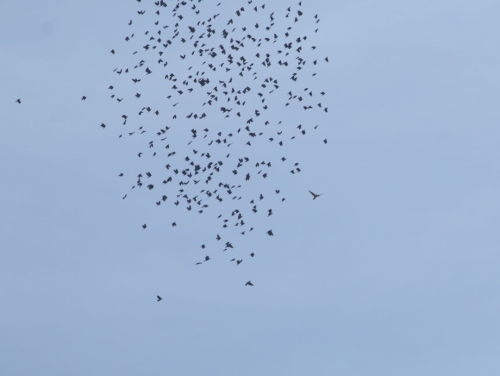 猛禽|当猛禽飞过大地时，大地早已不是曾经的模样！