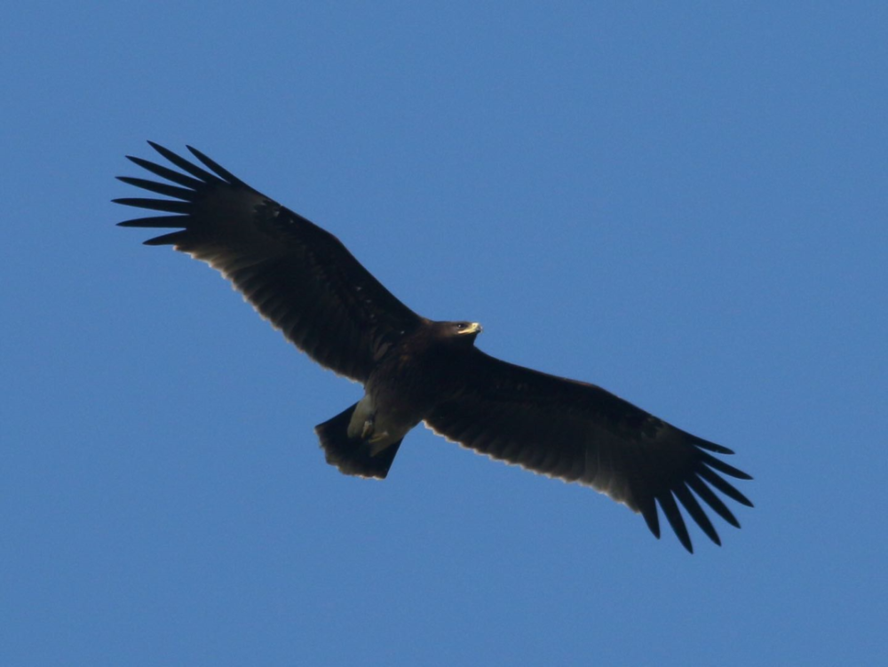 猛禽|当猛禽飞过大地时，大地早已不是曾经的模样！