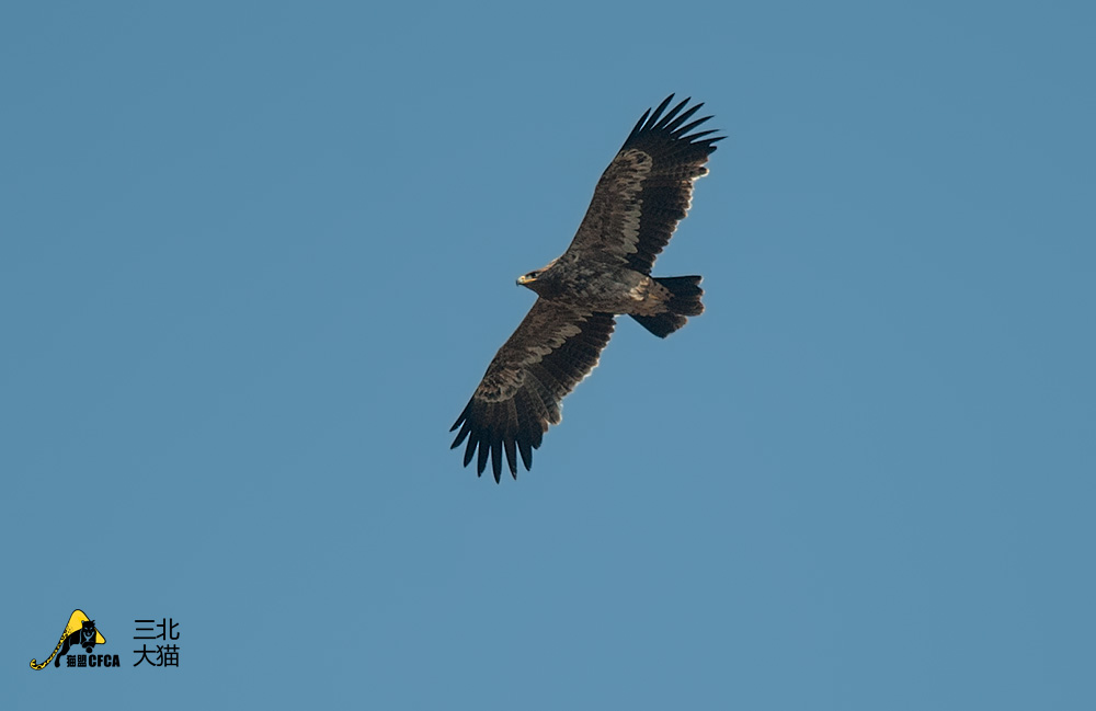 猛禽|当猛禽飞过大地时，大地早已不是曾经的模样！