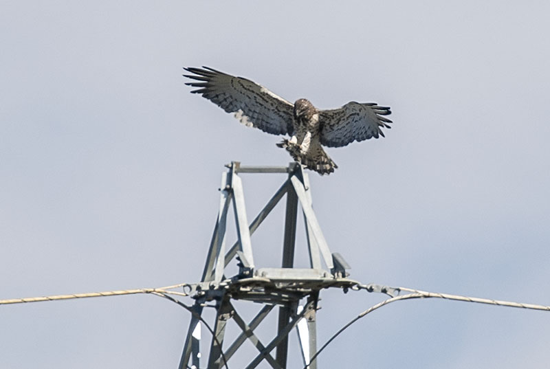 猛禽|当猛禽飞过大地时，大地早已不是曾经的模样！