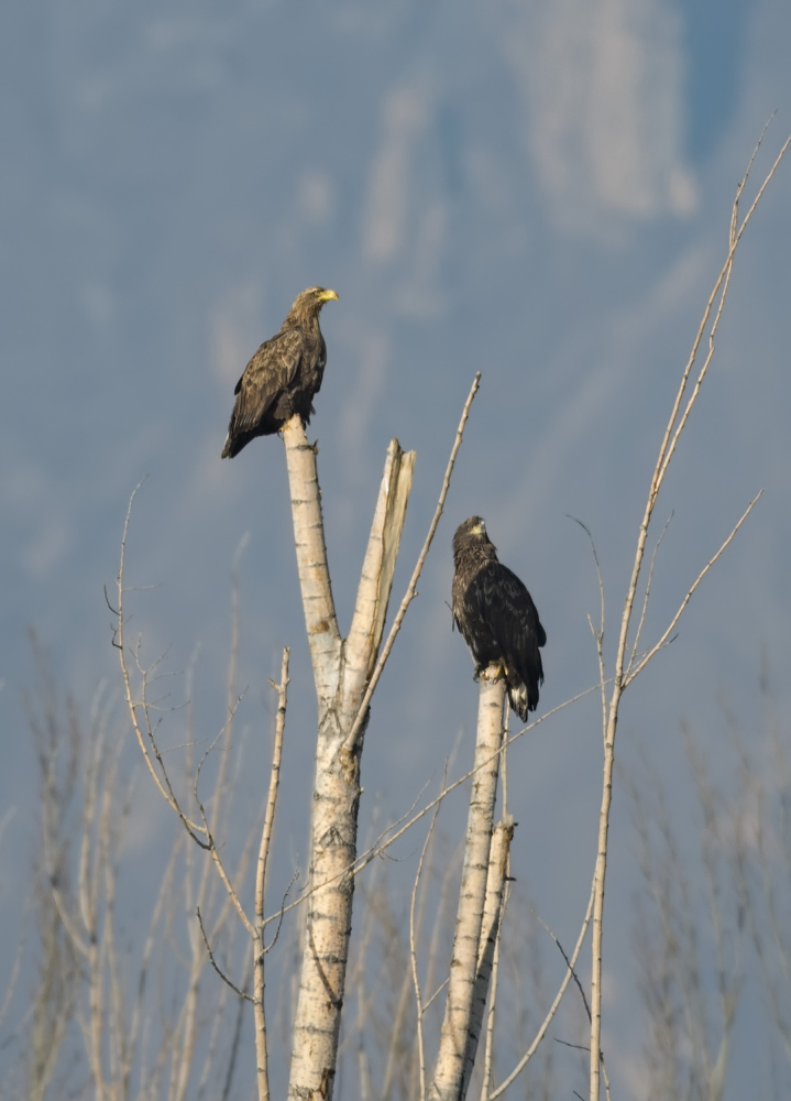 猛禽|当猛禽飞过大地时，大地早已不是曾经的模样！