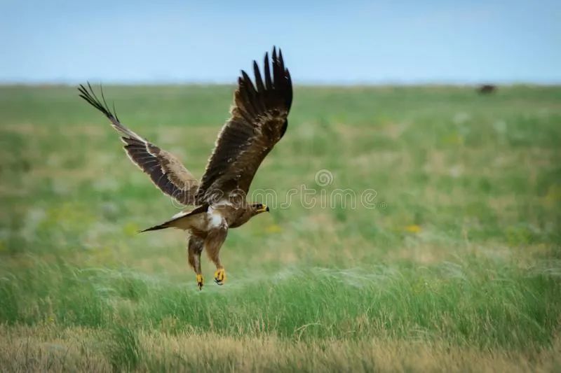 猛禽|当猛禽飞过大地时，大地早已不是曾经的模样！
