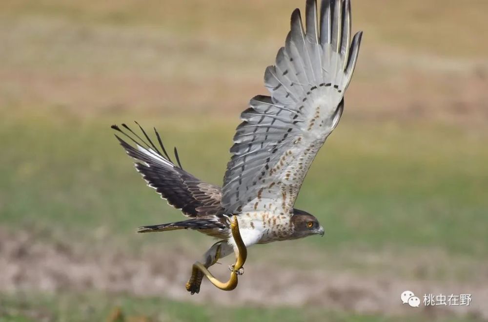 猛禽|当猛禽飞过大地时，大地早已不是曾经的模样！