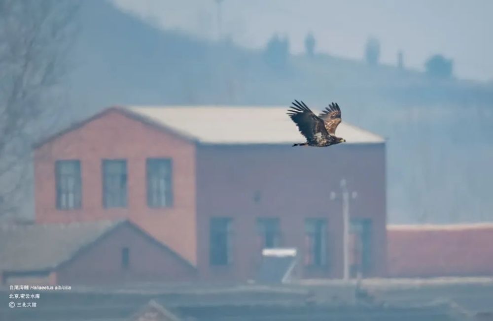猛禽|当猛禽飞过大地时，大地早已不是曾经的模样！