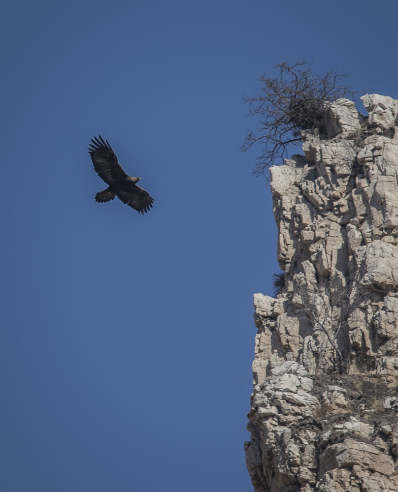 猛禽|当猛禽飞过大地时，大地早已不是曾经的模样！