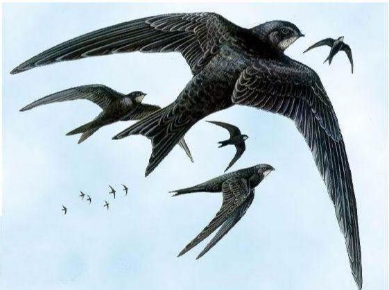 飞行速度|比飞机还能飞！一只斑尾塍鹬连续飞行1.2万公里，创下最远飞行纪录