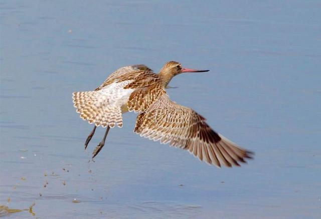 飞行速度|比飞机还能飞！一只斑尾塍鹬连续飞行1.2万公里，创下最远飞行纪录