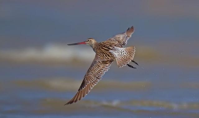 飞行速度|比飞机还能飞！一只斑尾塍鹬连续飞行1.2万公里，创下最远飞行纪录