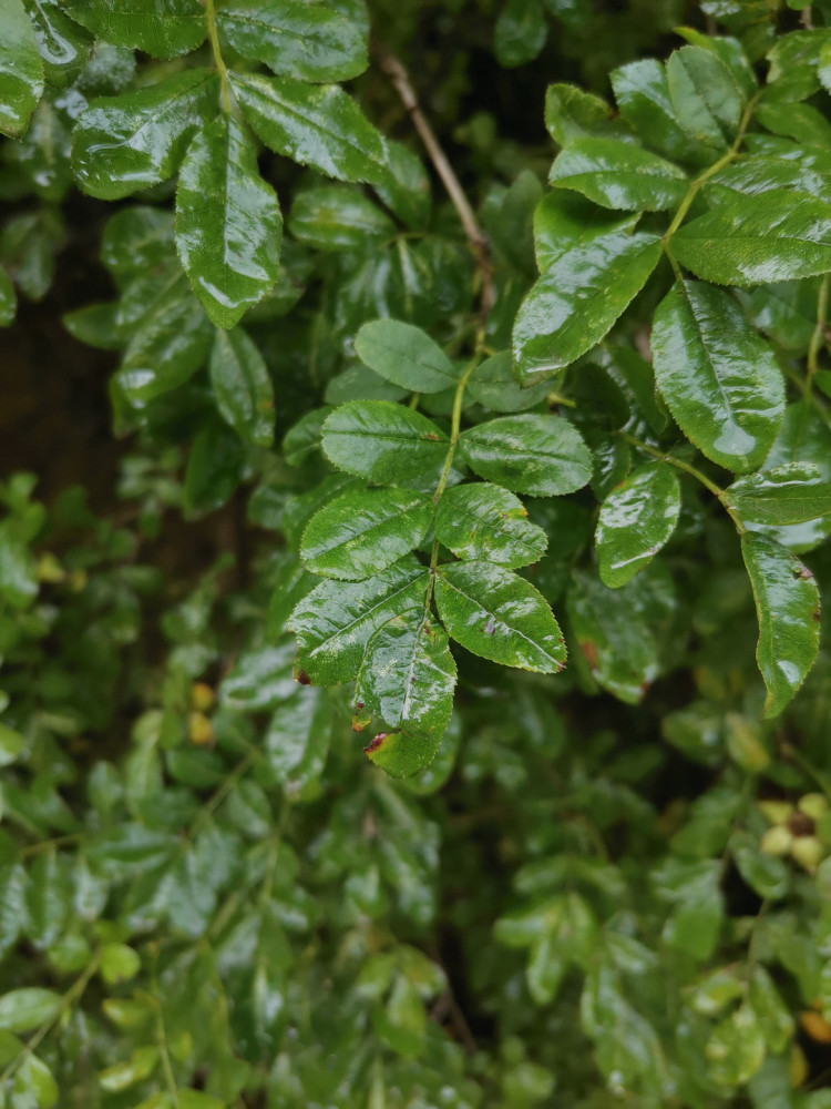 手机摄影实例讲解:用手机如何把雨后小景变成ins风格的幽绿色调
