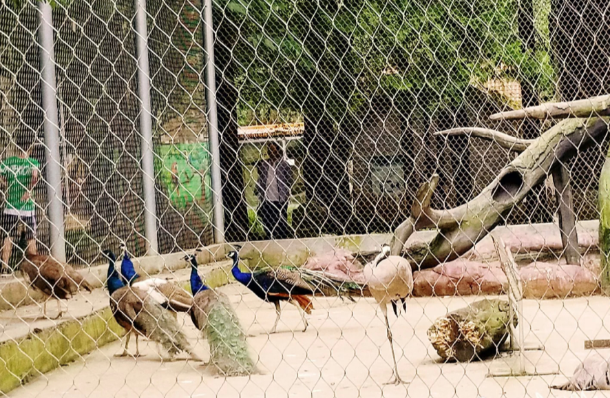 四:六盘水动物园,进门的时候看到一群傻傻的羊驼,太可爱啦,然后居然