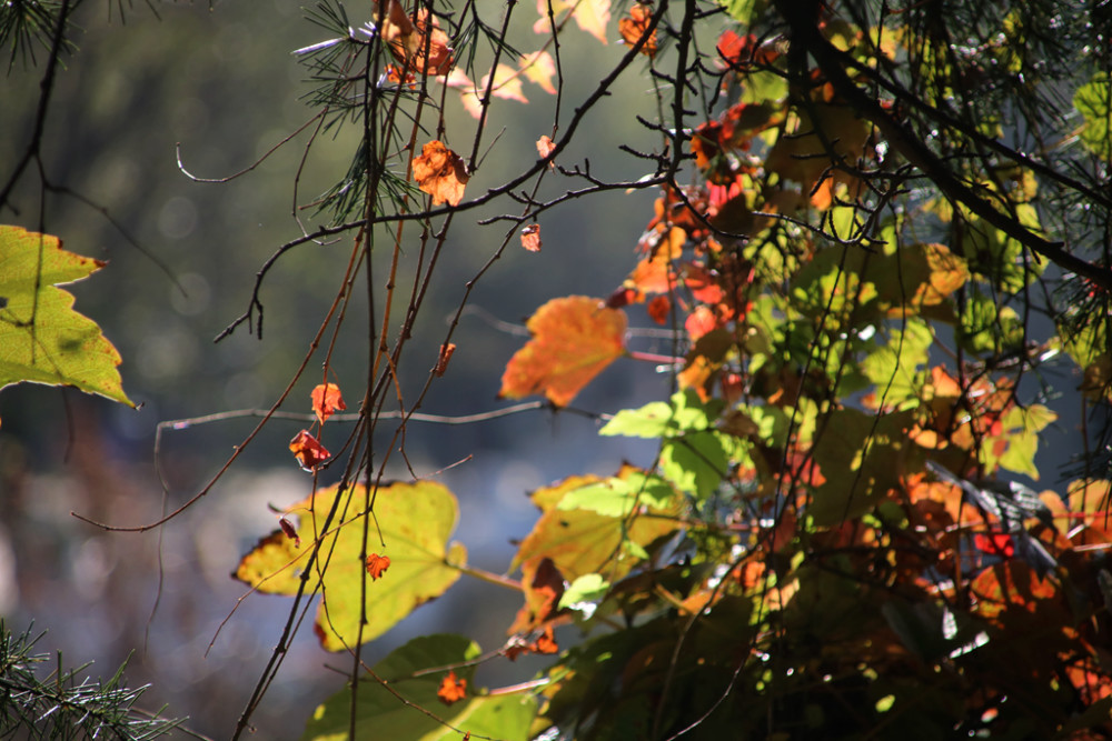 秋意渐浓秋色起斑斓色彩染磴山美图来袭