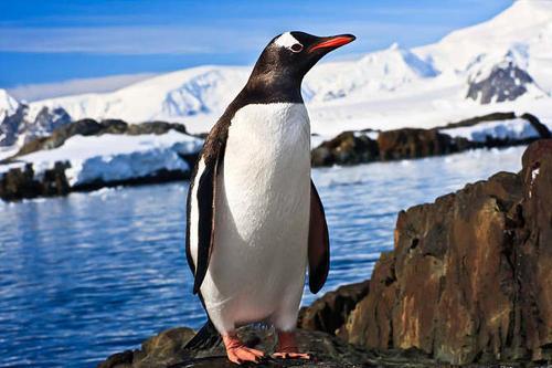 身高18米的大企鹅体重100公斤和恐龙灭绝的原因非常相似