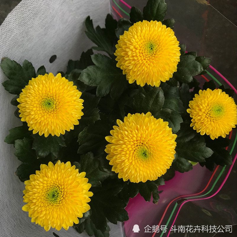 乒乓菊的花语及养护知识 腾讯新闻