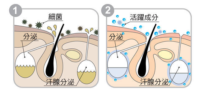 腋臭|不飽和脂肪酸|汗腺|細胞