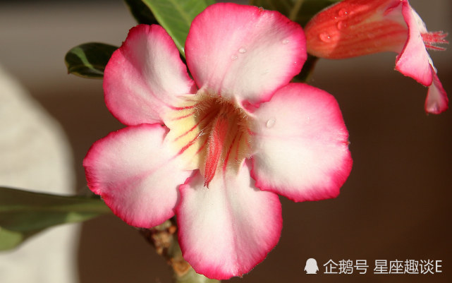 10月日星座运势水涨船高 信心十足的四大星座 星座运势 星座 水瓶座 处女座 金牛座 天蝎座