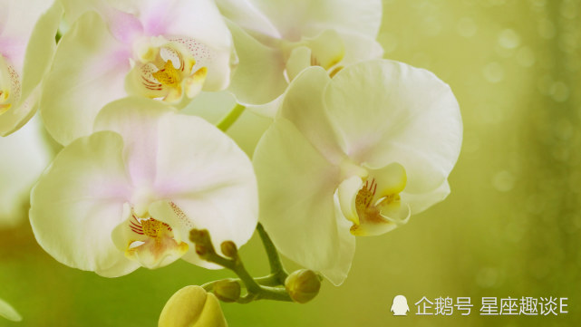 10月日星座运势水涨船高 信心十足的四大星座 星座运势 星座 水瓶座 处女座 金牛座 天蝎座