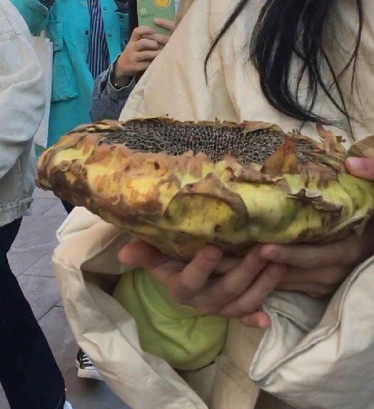 赵小棠|粉丝应援有多秀？张雨绮被送大蒜花不算什么，赵小棠的可以直接吃