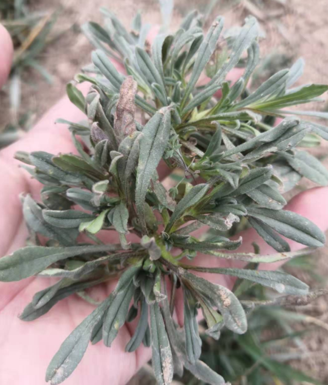 不知道人们到底为啥叫它面条菜?你们那里又怎么称呼它?