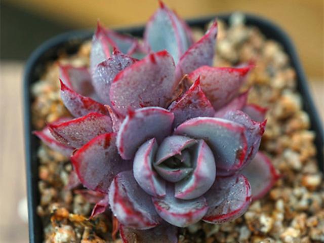 多肉阿美星和赫拉有什么区别?颜色和形状都不一样,尤其出状态时