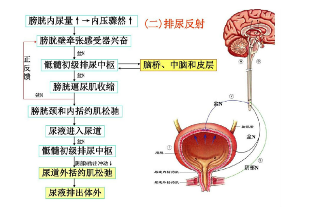 天冷了,为啥一喝水就想尿?喝很多却没尿意,很可能是这里有问题!