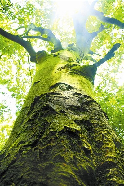 林草科普格木百折不挠的硬汉