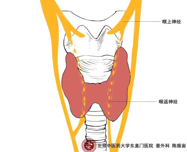 从手术解剖图片谈谈甲状腺疾病进行中医治疗的意义 中医治未病 甲状腺功能减退 甲状腺疾病 中医